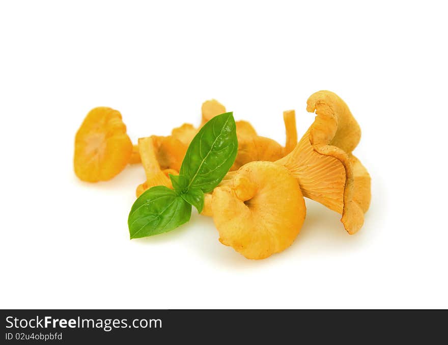 Some chanterelles with basil on white background