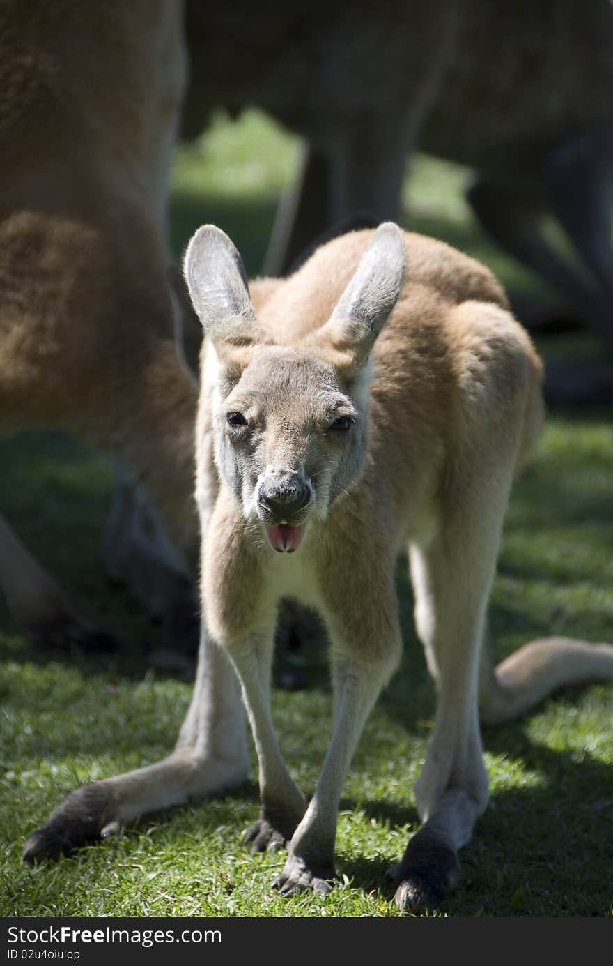 Joey (baby kangaroo)