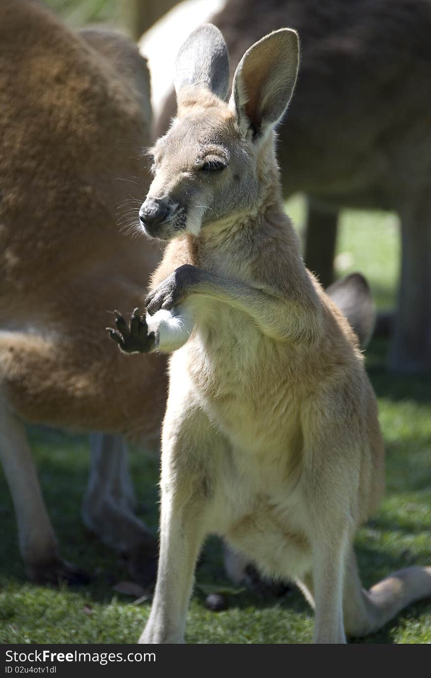 Joey (baby kangaroo)