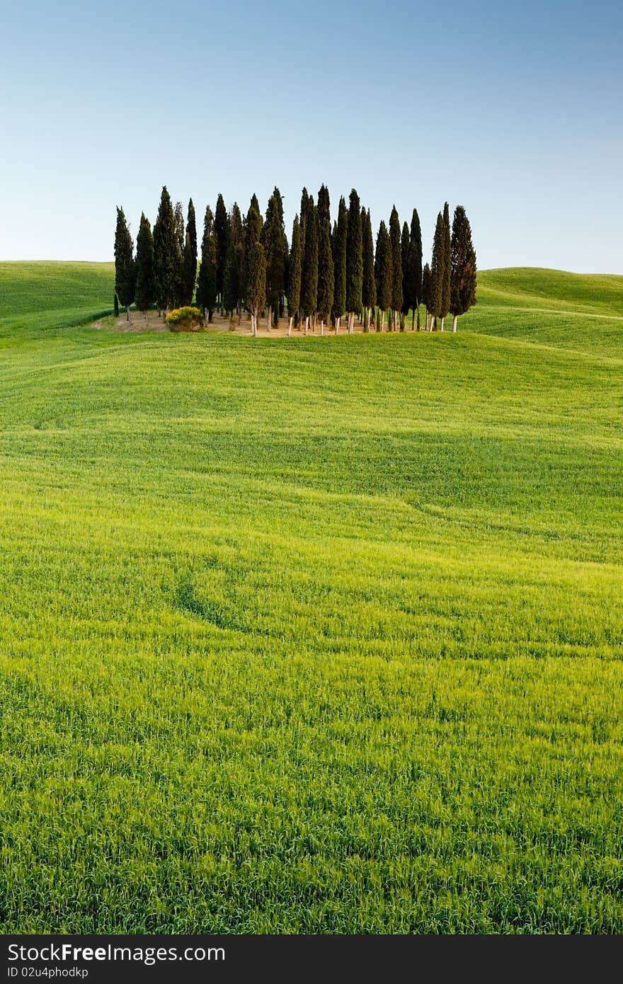 Group of cypresses in Tuscany