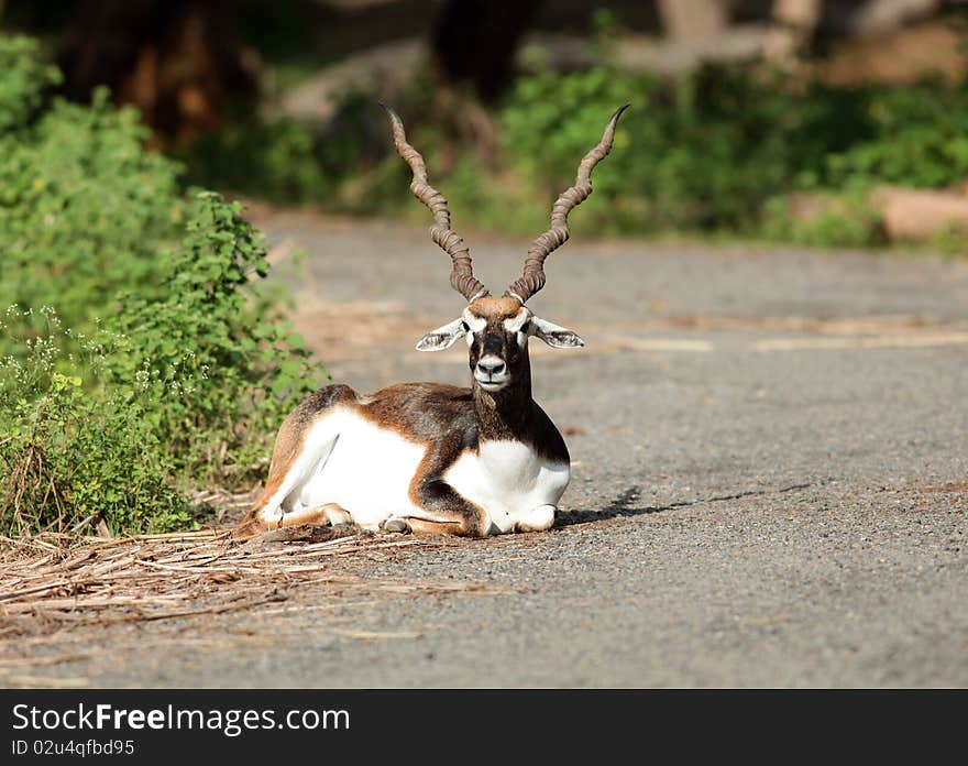 Blackbuck (Antilope cervicapra), Krishna Mrigam is a species of antelope found mainly in India, and also in some parts of southern Nepal, and Pakistan, though it has also been introduced in Texas and Argentina. It is one of the fastest of all terrestrial animals reaching to speeds of up to 80 km/hr and is one of the few antelopes where males and females have distinctive coloration, as the male bucks are a distinctive black and white and have long twisted horns, while females are fawn coloured with no horns