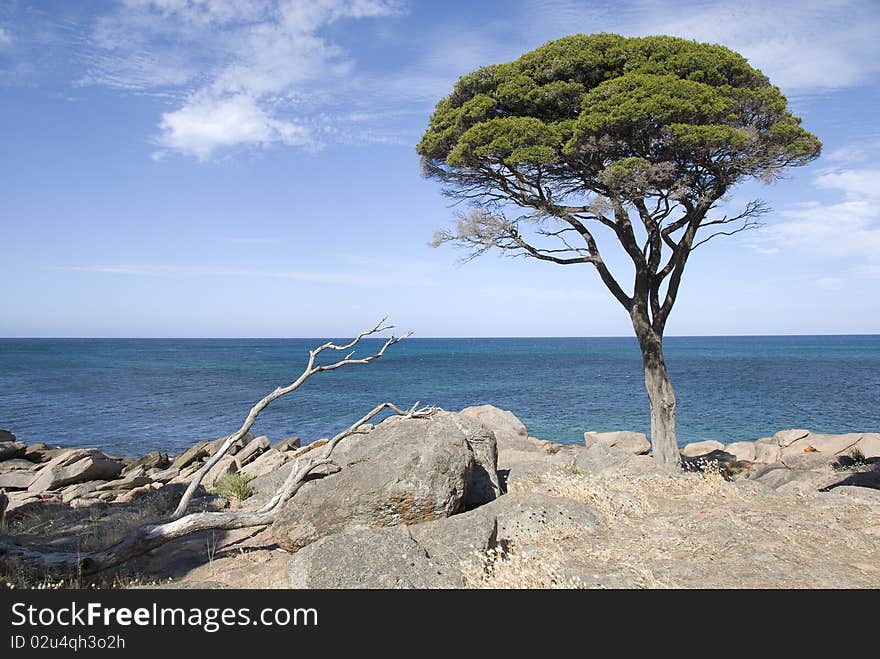 Lone Tree On The Peninsula