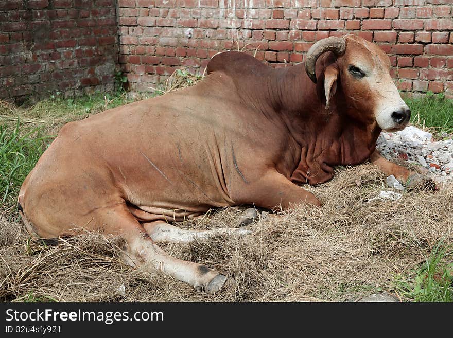 Indian Bull