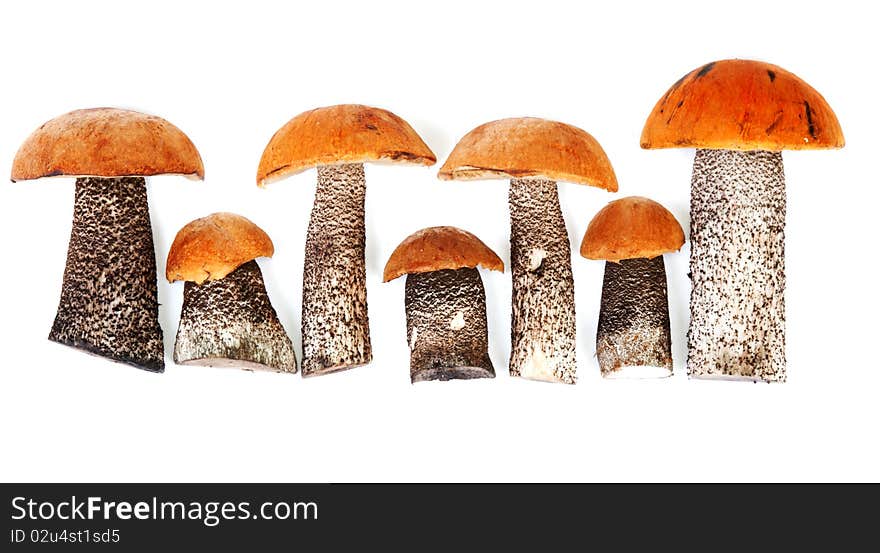 Timber fresh mushrooms insulated on white background