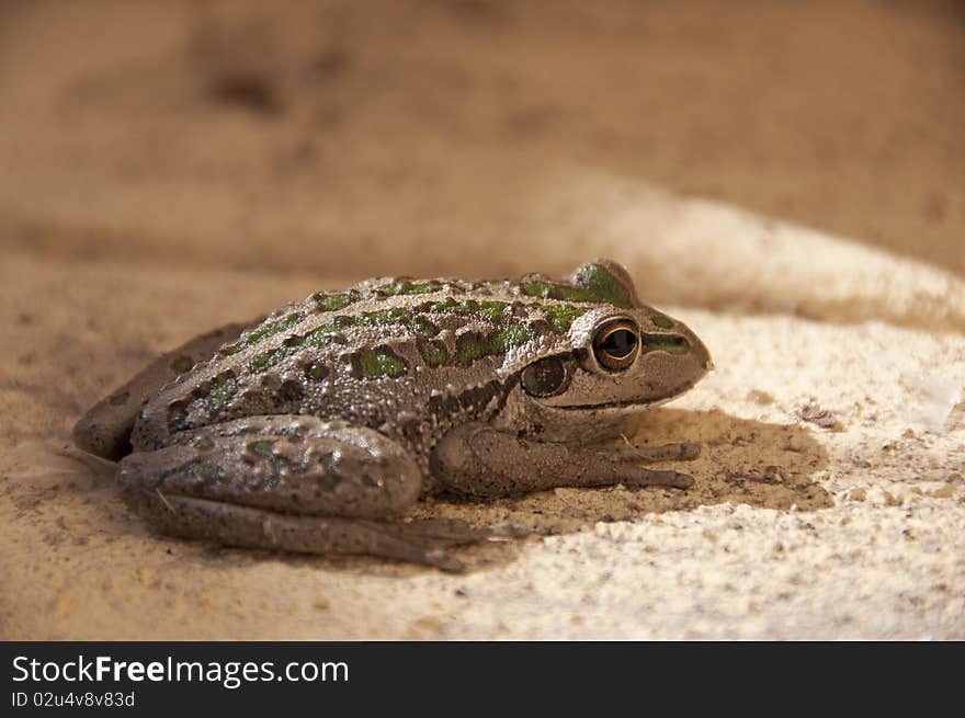 Green And Brown Frog