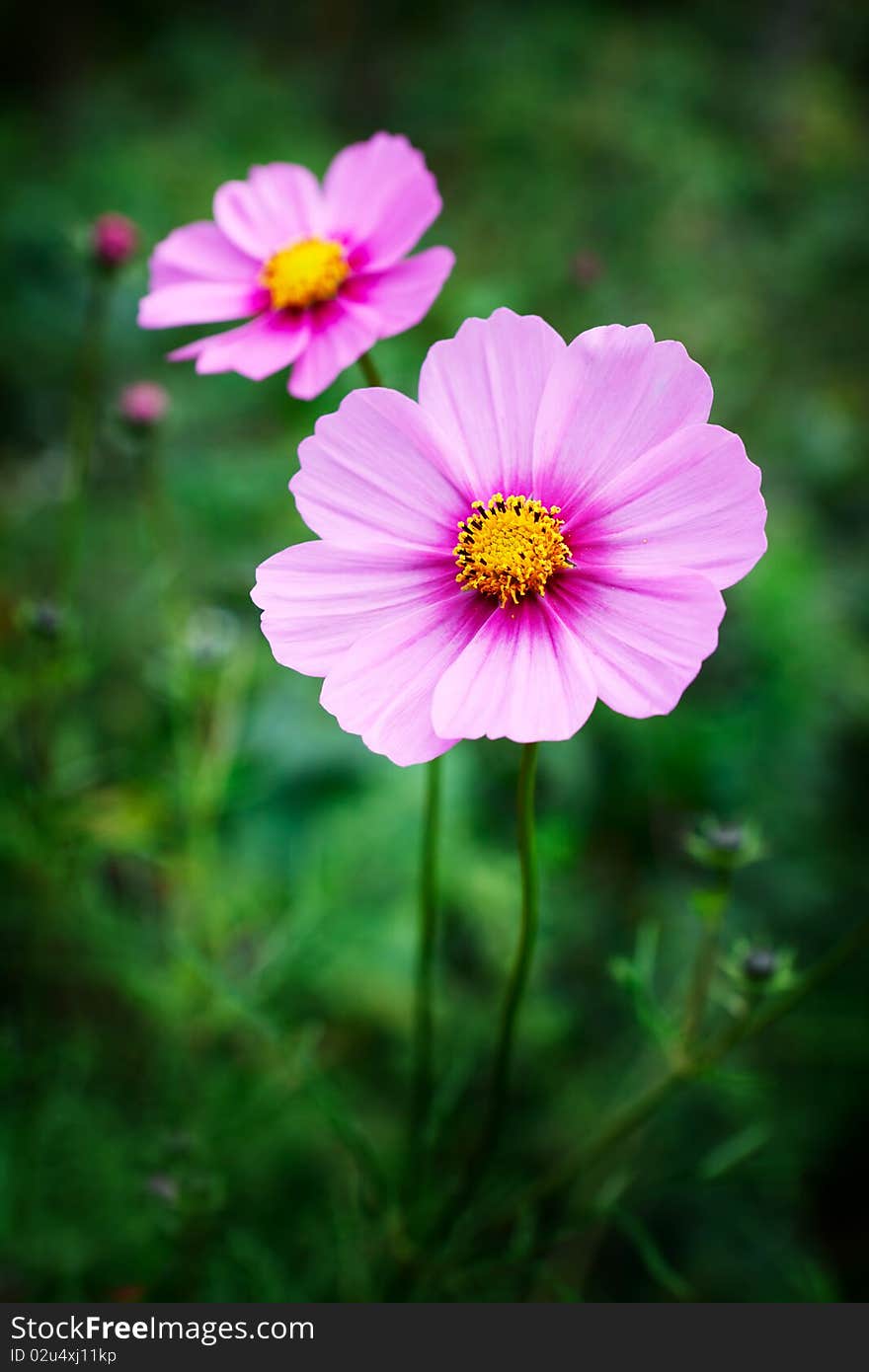 Decorative flowers on green grass background. Focus on front flower.