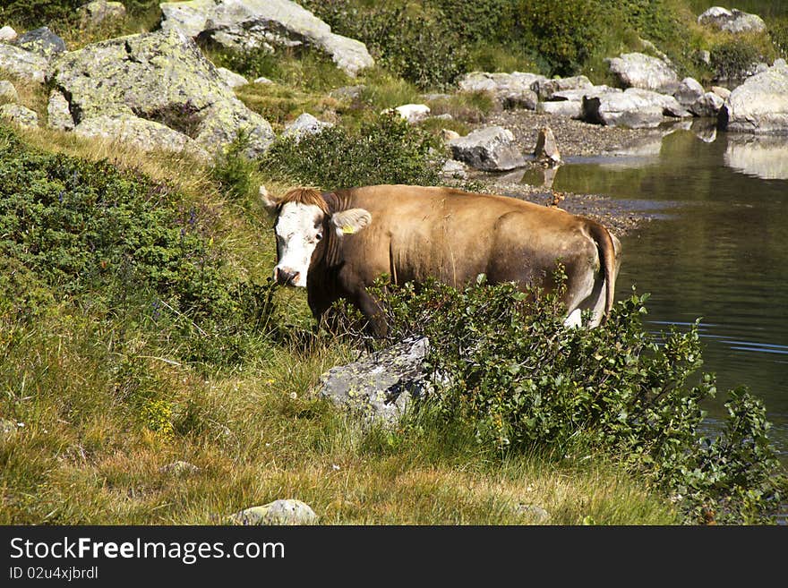 Cow pasture near the mountain lake. Cow pasture near the mountain lake