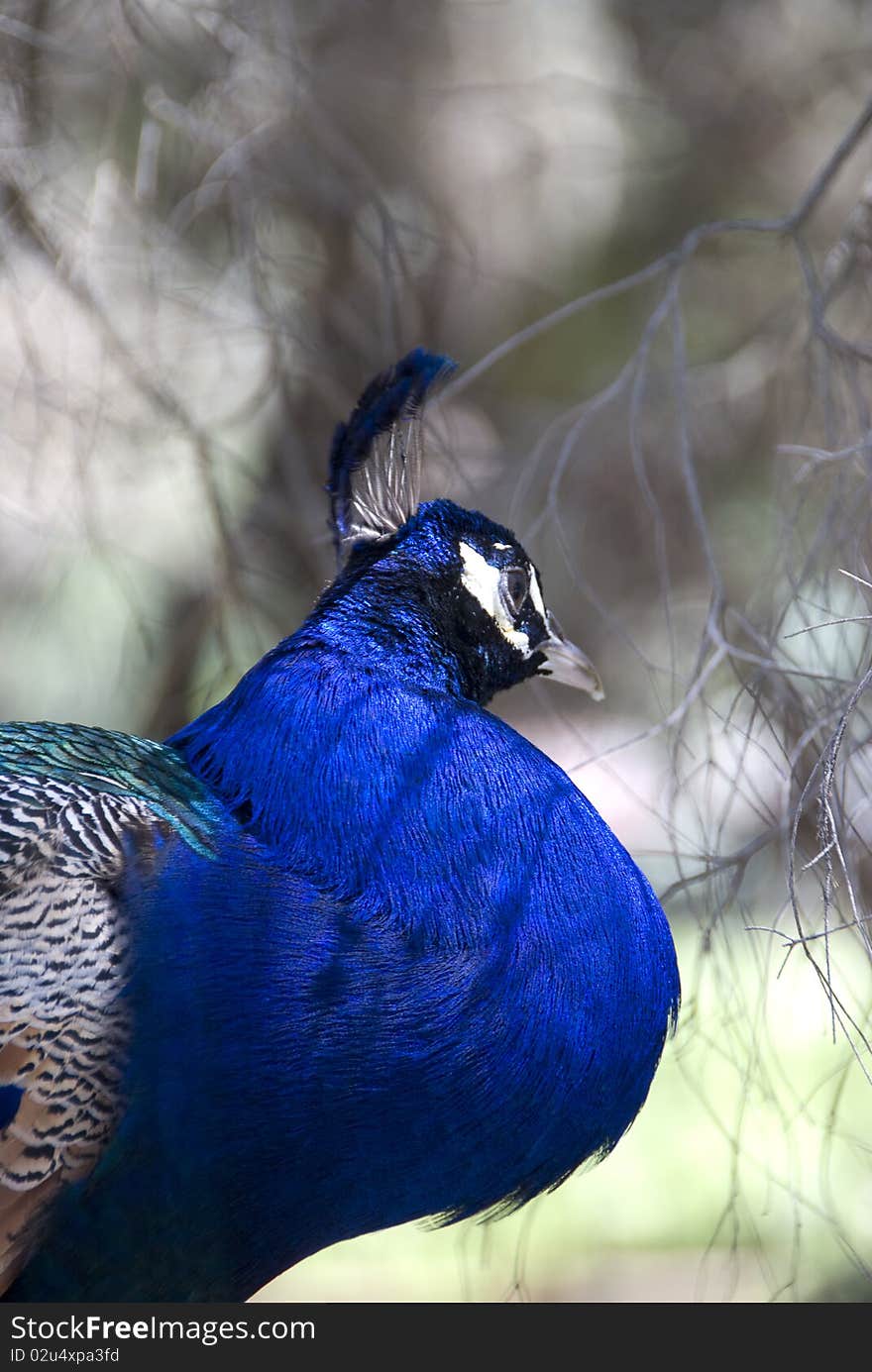 Blue and Green Peacock close up walking through shrubs