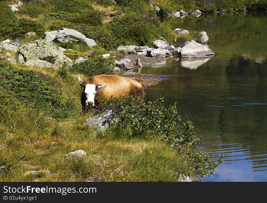 Cow pasture near the mountain lake. Cow pasture near the mountain lake