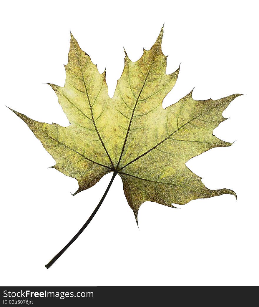 Leaf of the maple against the white background