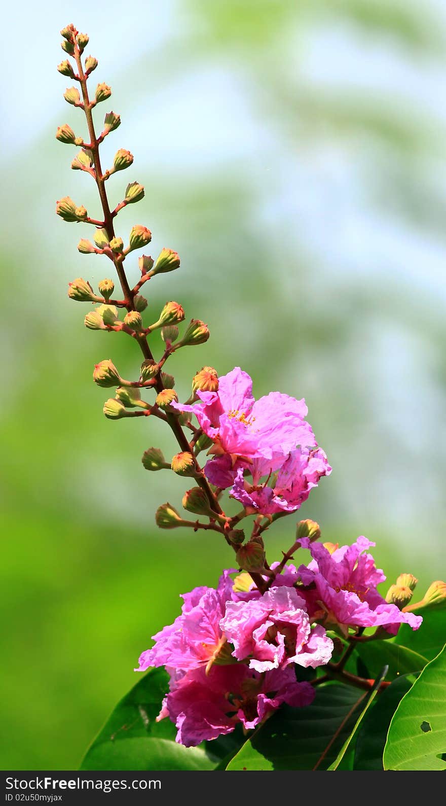 Flower and buds