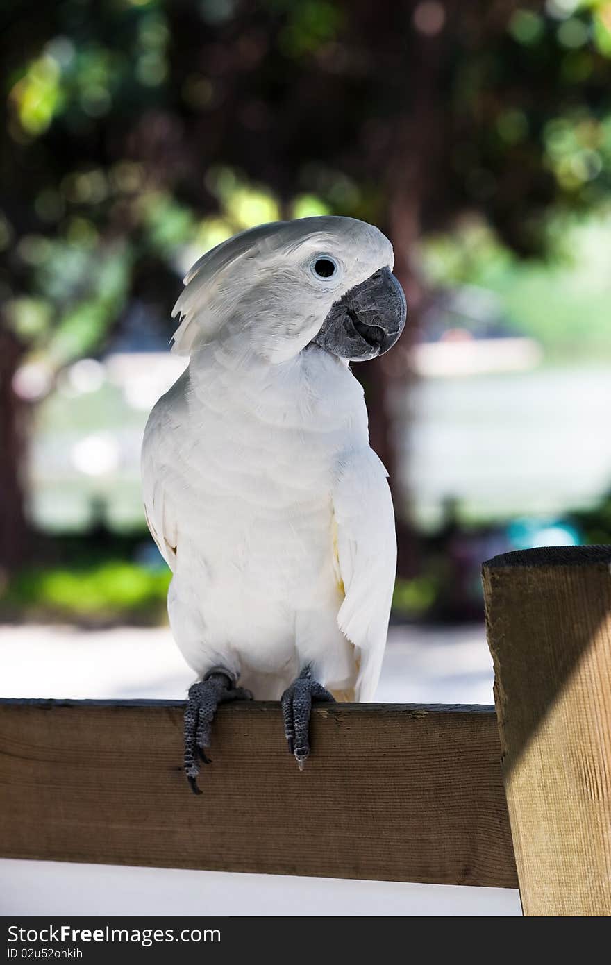 Beautiful white parrot on a park bench