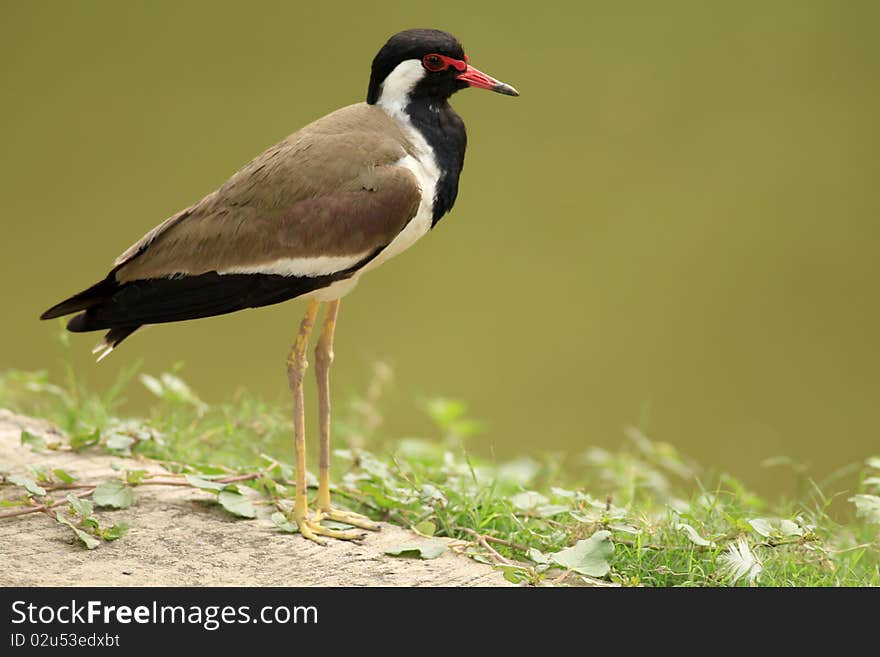 Red Wattled Lapwing