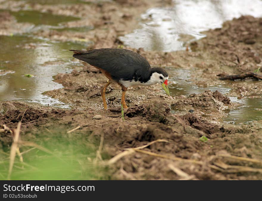 This bird is a Resident found throughout India. Affects moist ground overgrown with tangles & bushes. Feeds on insects & worms. This bird is a Resident found throughout India. Affects moist ground overgrown with tangles & bushes. Feeds on insects & worms.