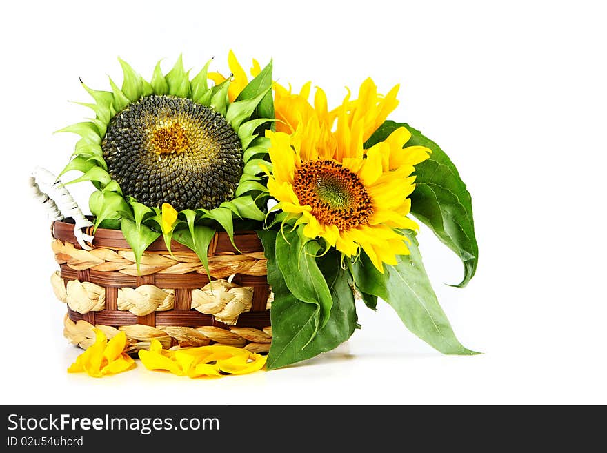 Sunflower with green leaves . Isolated over white background