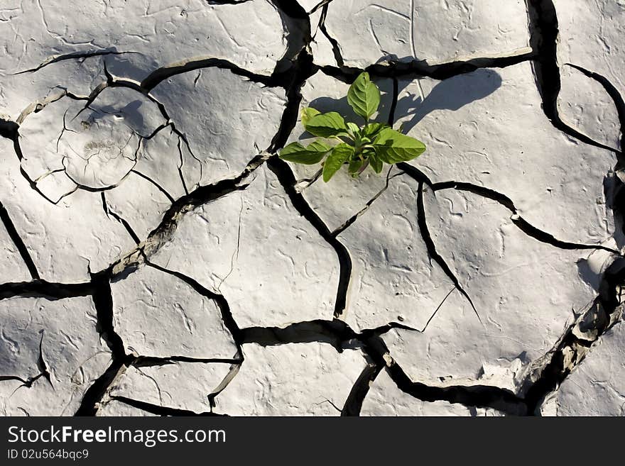 View of a land cracked due to the dryness with a surviving plant. View of a land cracked due to the dryness with a surviving plant