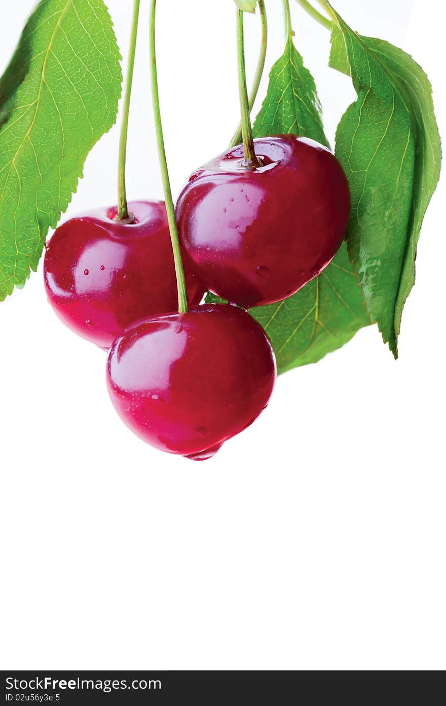 Bunch of cherries on a branch. Bunch of cherries on a branch