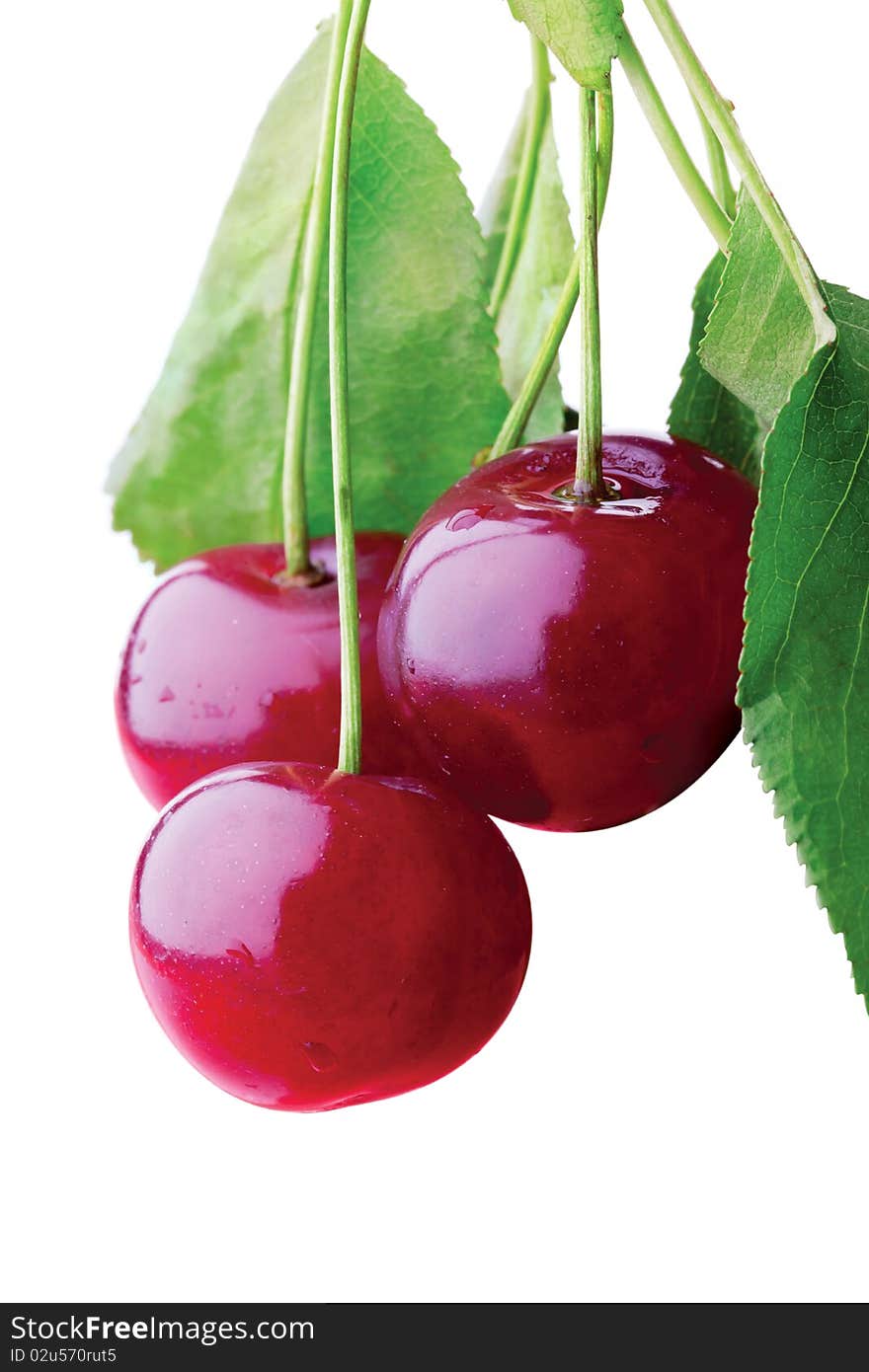 Bunch of cherries on a branch. Bunch of cherries on a branch