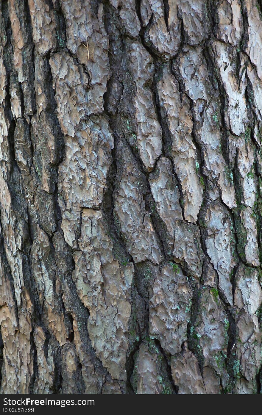 Pine trees bark pattern close, vertical. Pine trees bark pattern close, vertical.