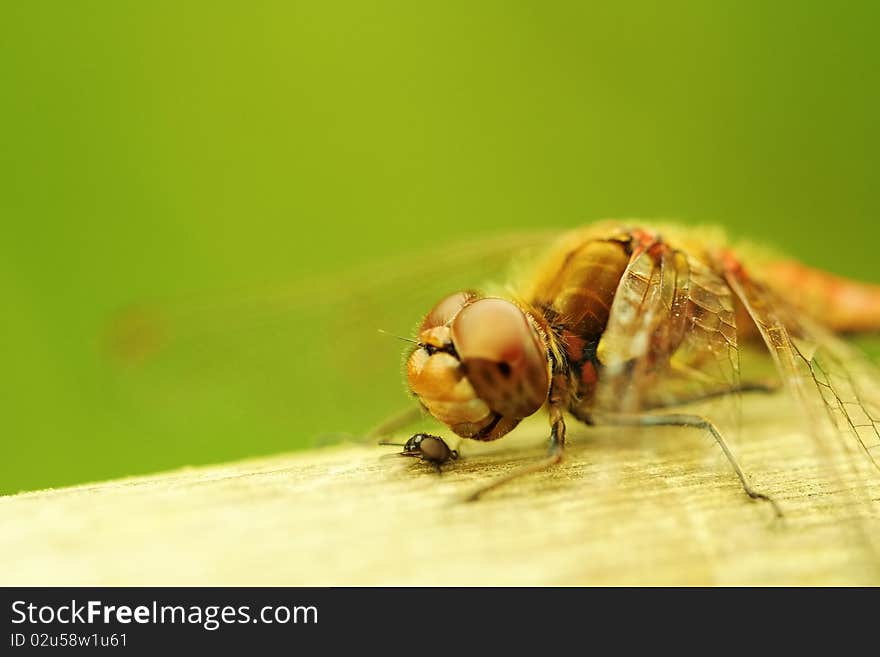 A closeup picture of a dragonfly (Aeshna isosceles - Norfolk Hawker) eating a fly. A closeup picture of a dragonfly (Aeshna isosceles - Norfolk Hawker) eating a fly.