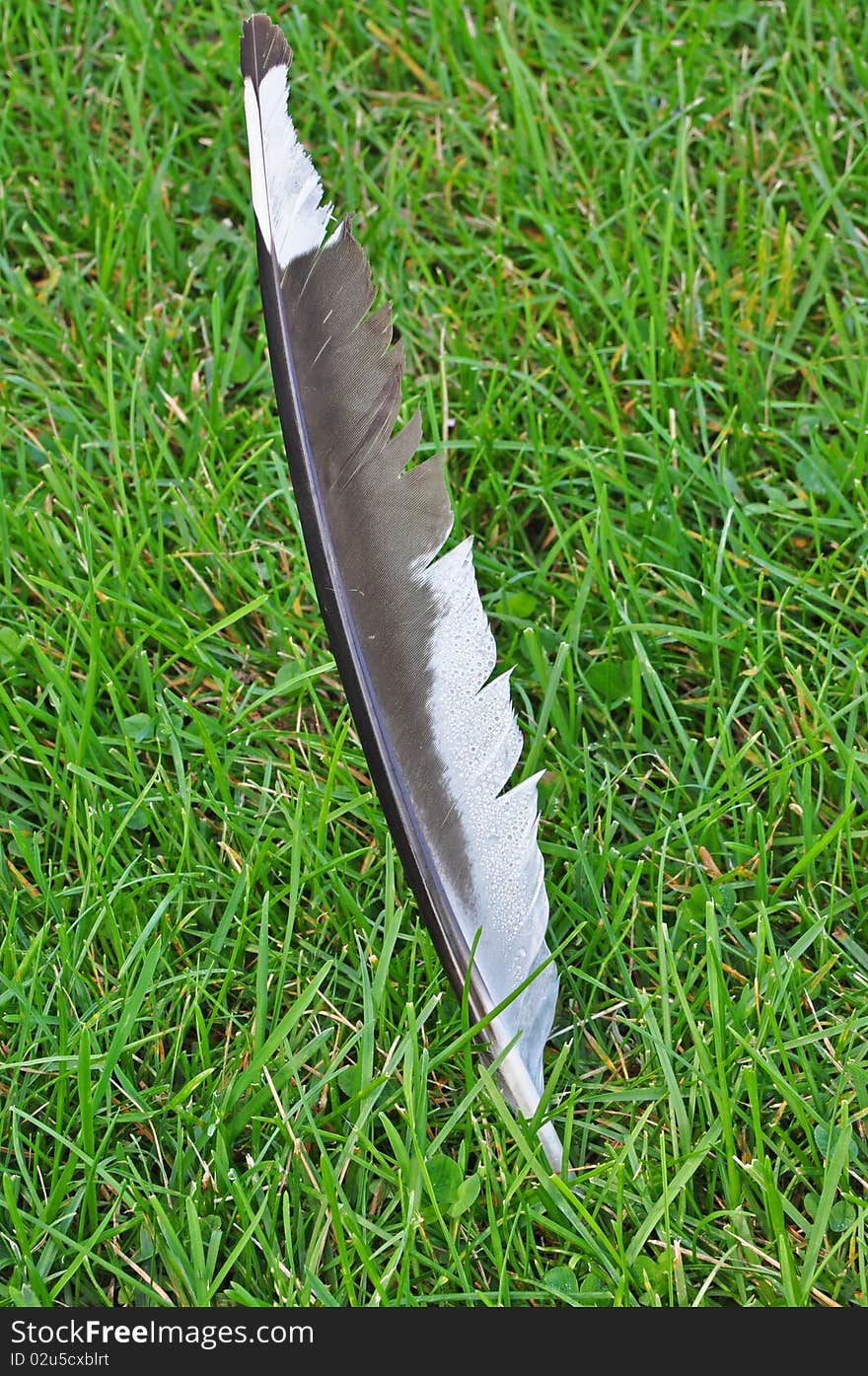 Seagull feather