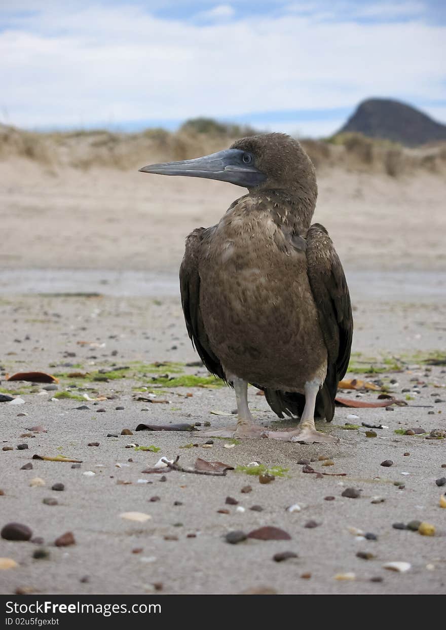 Brown Boobie on beach in Mexico