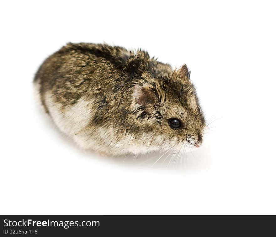 Dwarf hamster isolated on white