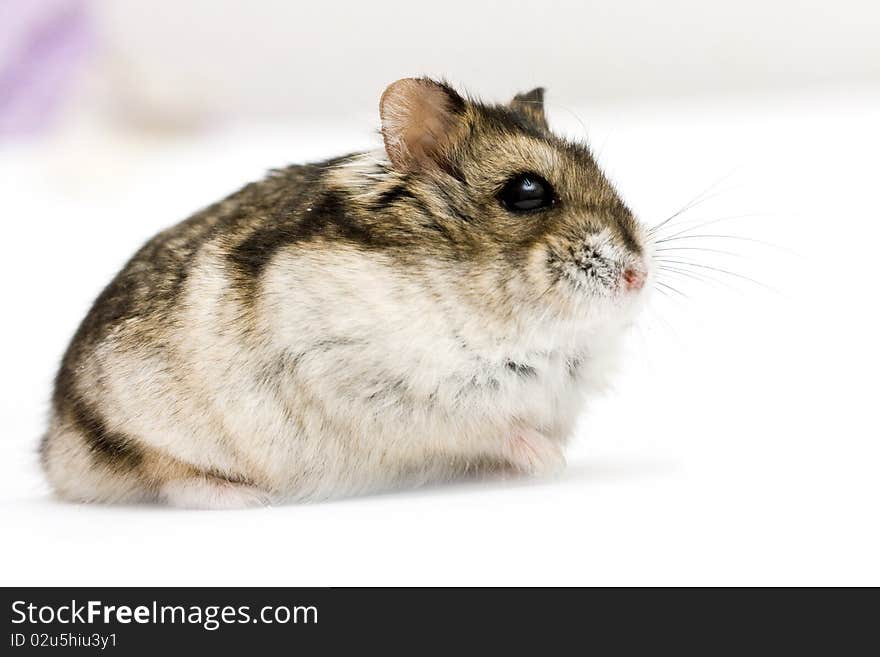 Dwarf Hamster