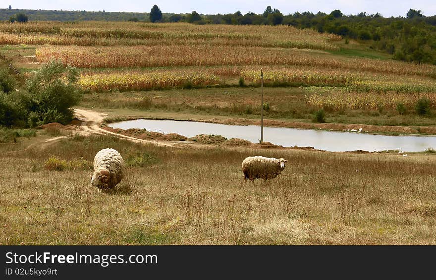 Sheep graze in a meadow