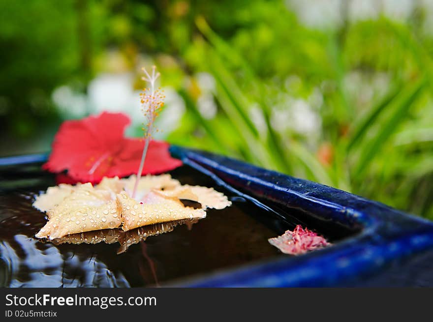 Exotic flower with drops on water closeup and green background