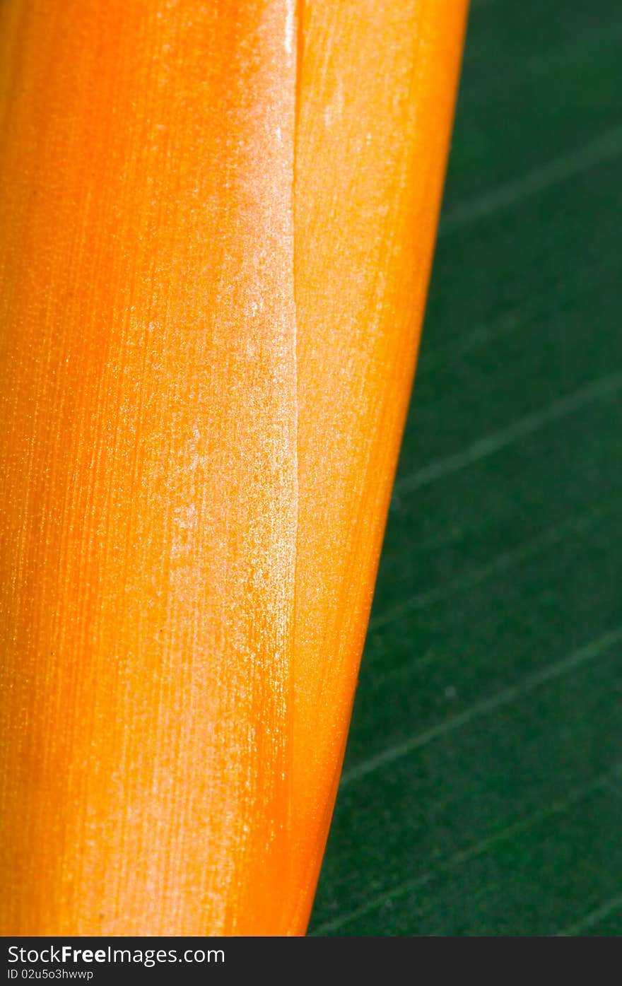 The Portrait Heliconia Background and Texture