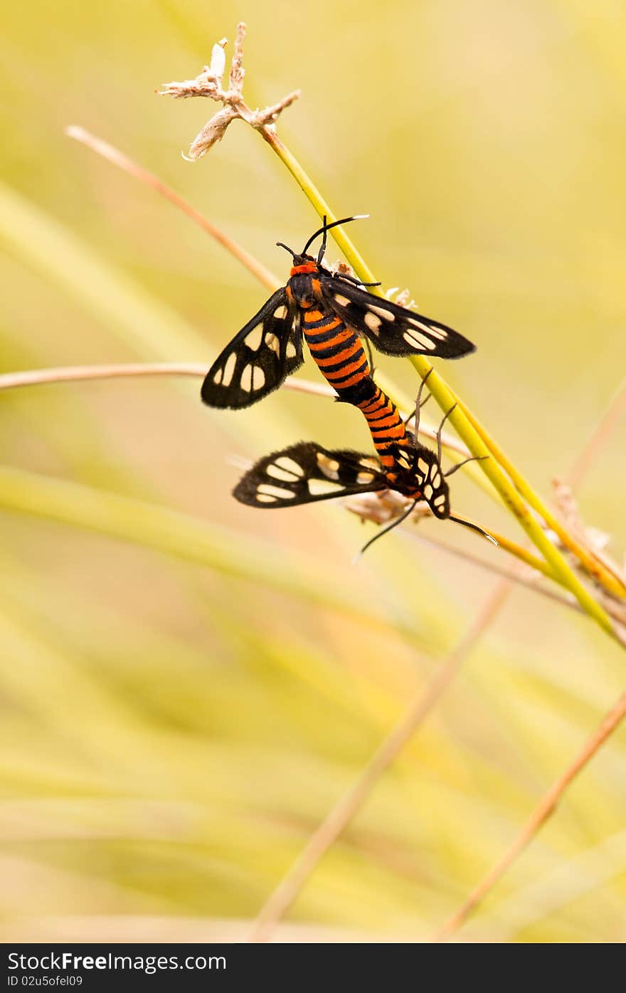 The Mating Season of Tiger Moths. The Mating Season of Tiger Moths