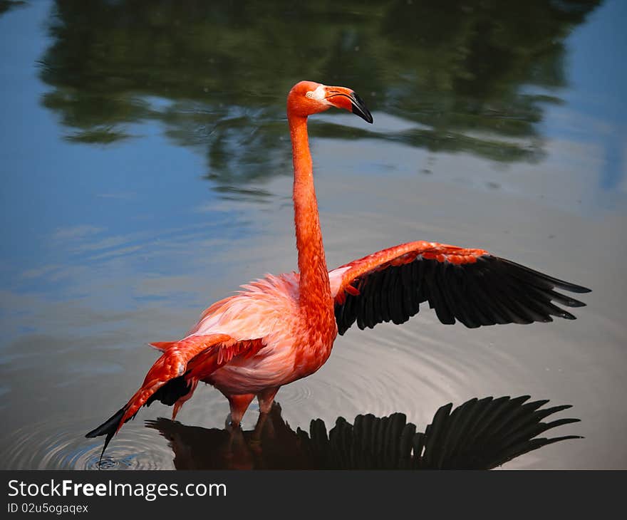 Pink Flamingo Streching