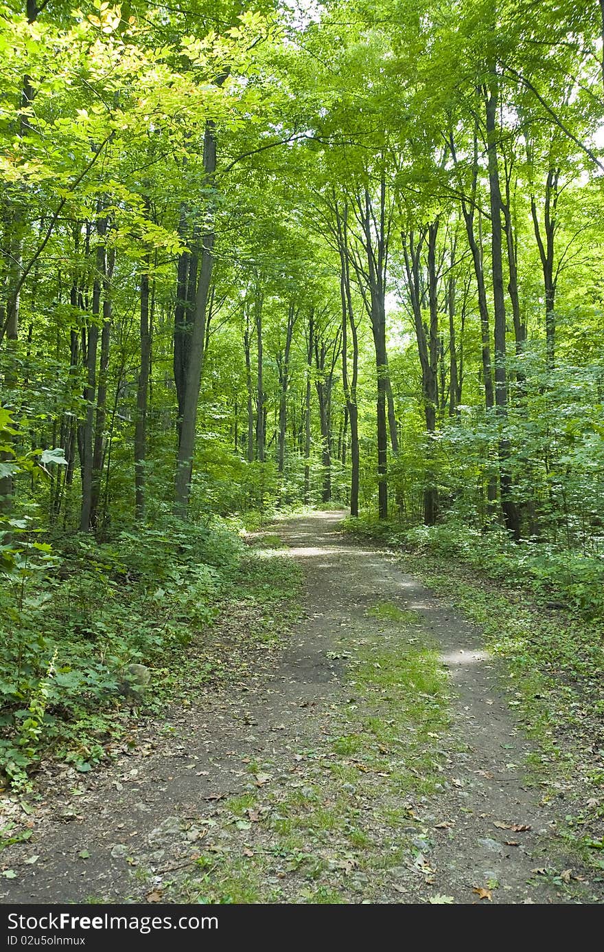 A hiking/walking path in the woods. A hiking/walking path in the woods.