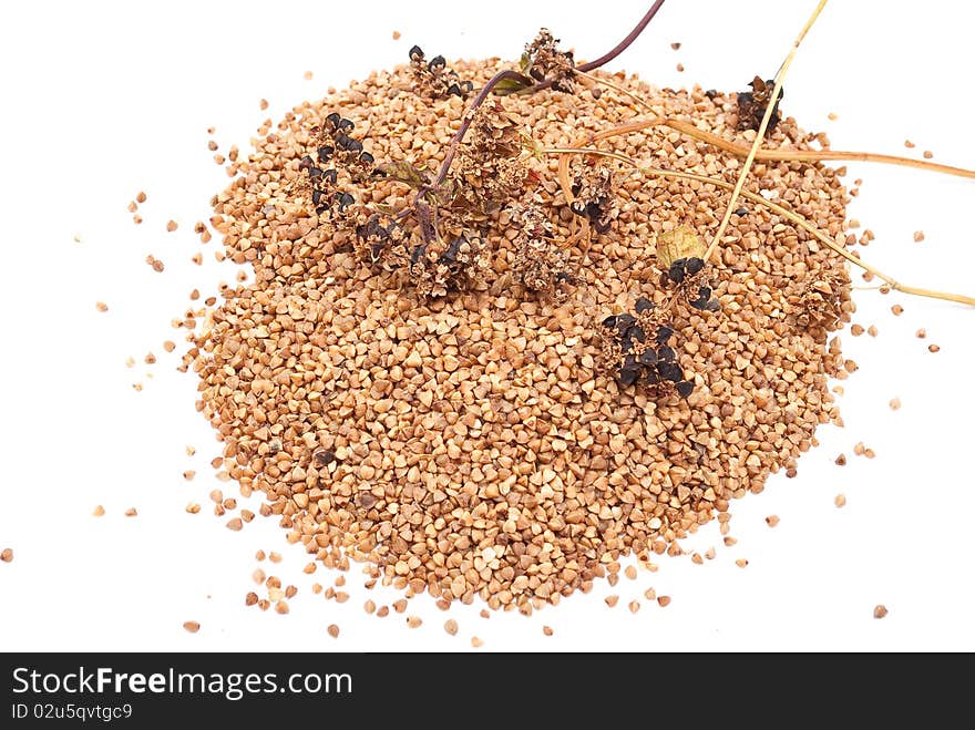 Buckwheat grain on white background