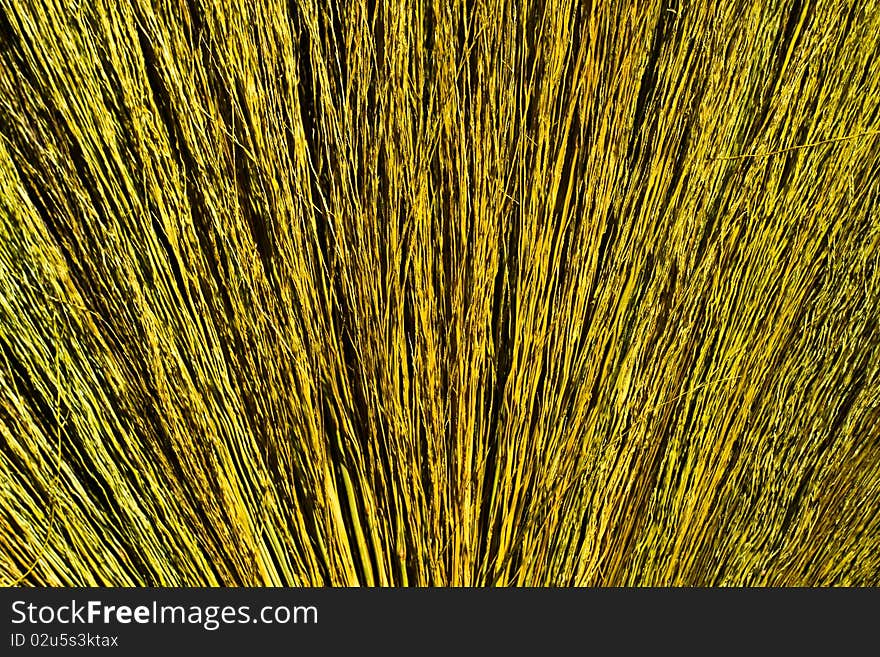 Texture and background of Broom grass