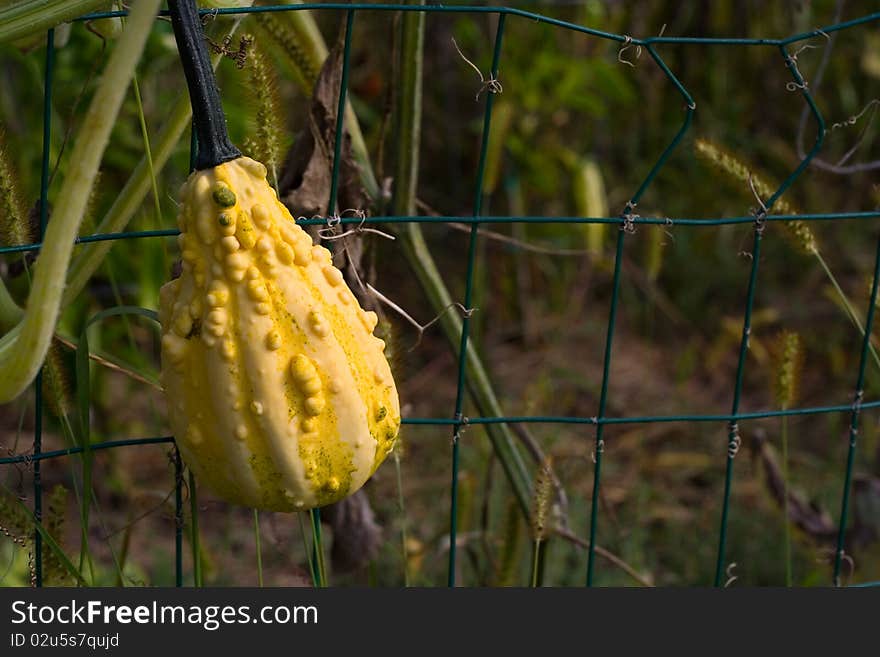 Squash Or Pumpkin