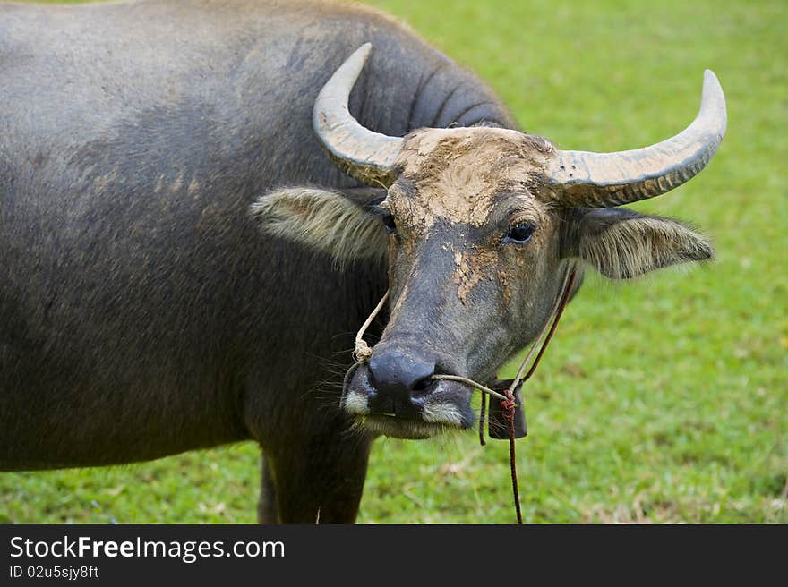 Watterbuffalo in thailand