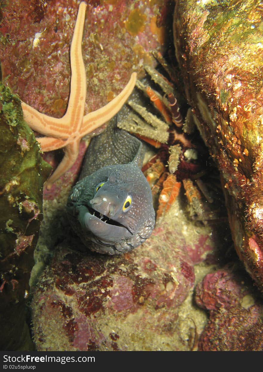 Moray Eel , starfish, and sea urchin