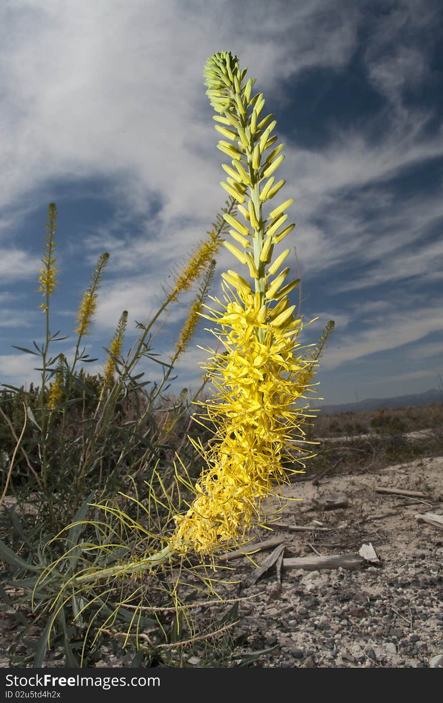 Prince s Plume, Stanleya pinnata Death Valley