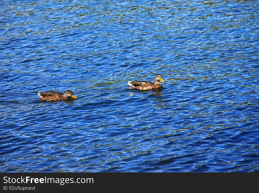 Ducks swimming in a river in an outdoor park. Ducks swimming in a river in an outdoor park.