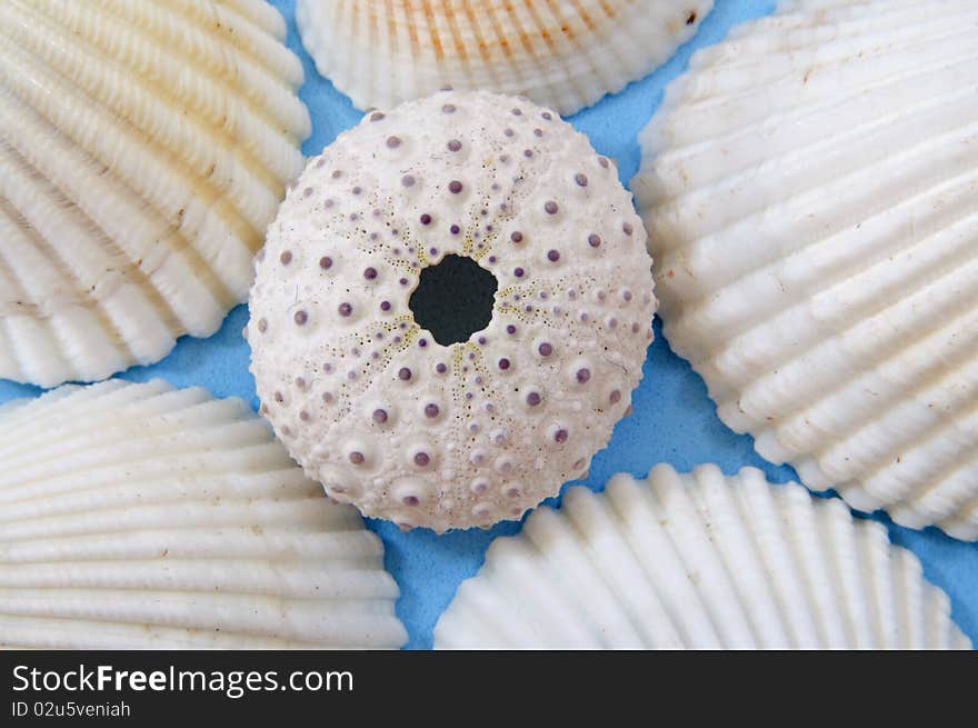 Variety of seashells centered on a blue background. Variety of seashells centered on a blue background