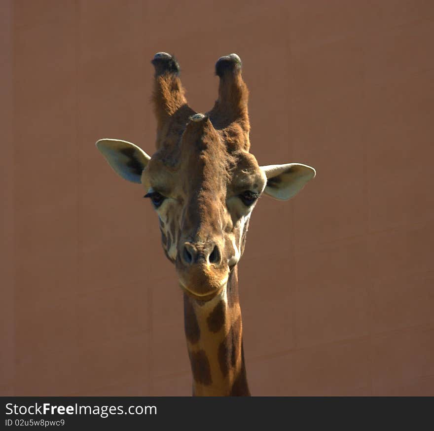 Giraffe Portrait