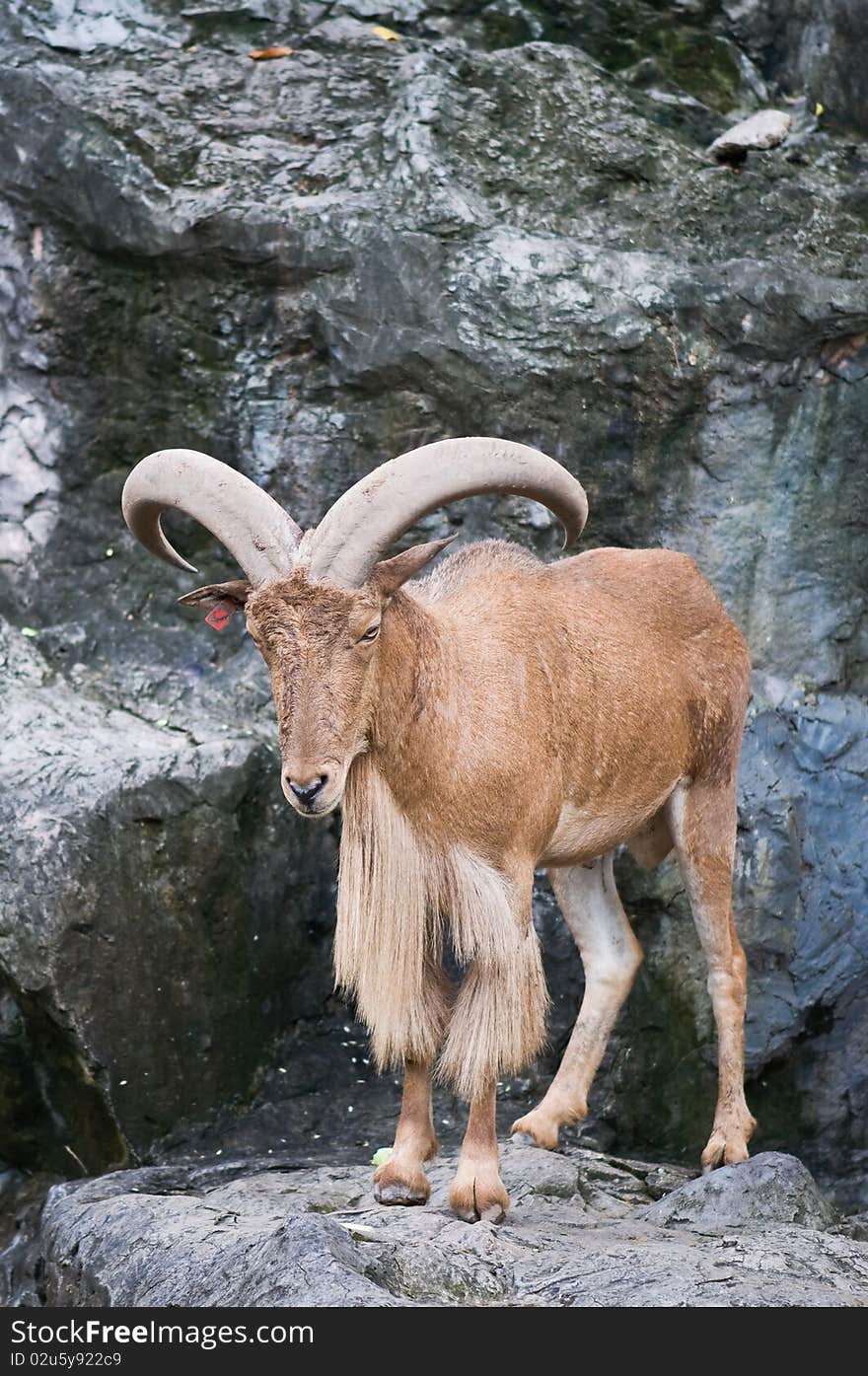 Brown mountain goat at zoo