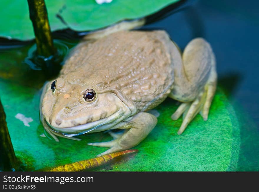 Albino frog in the pond