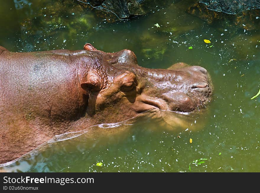 Hippopotamuses sleeping in water at zoo