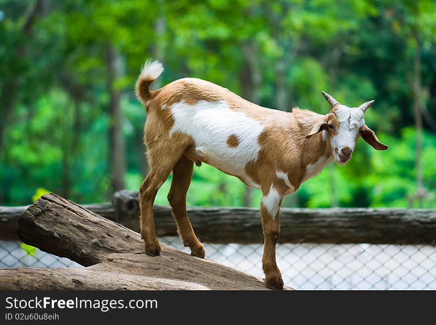 Young Goat On Wood