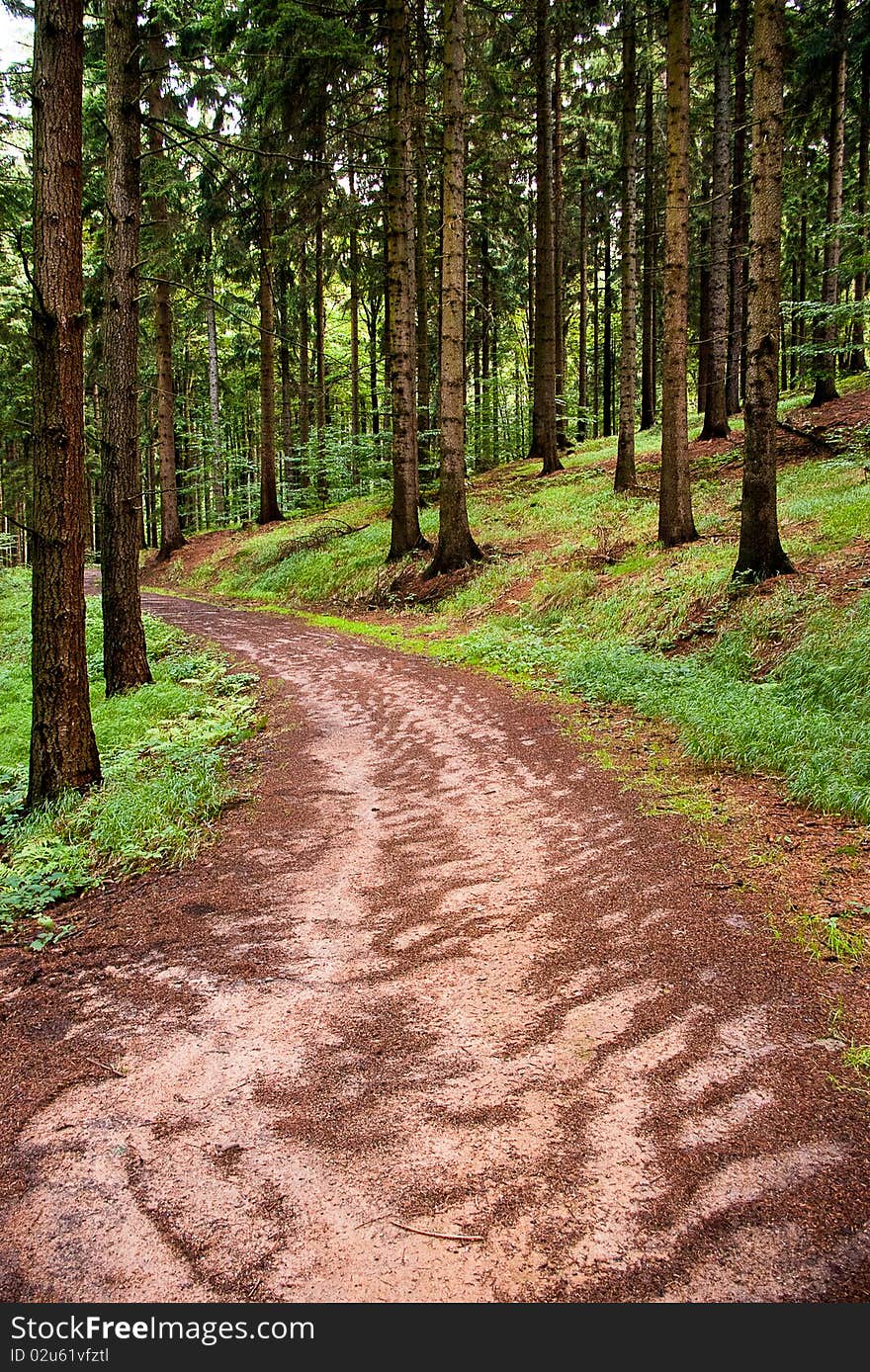 Summer in the forest, somewhere in Poland