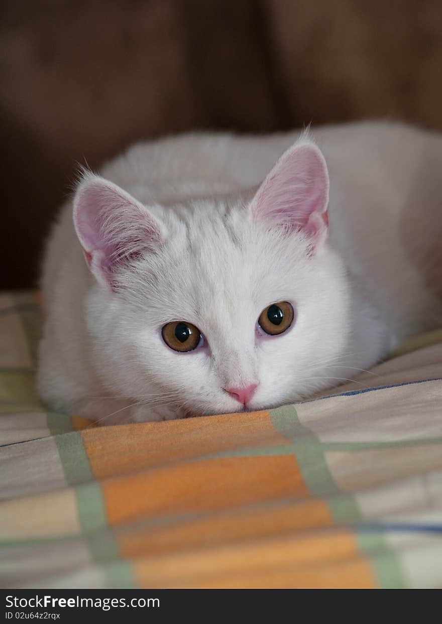 White Kitten On A Bed Linen