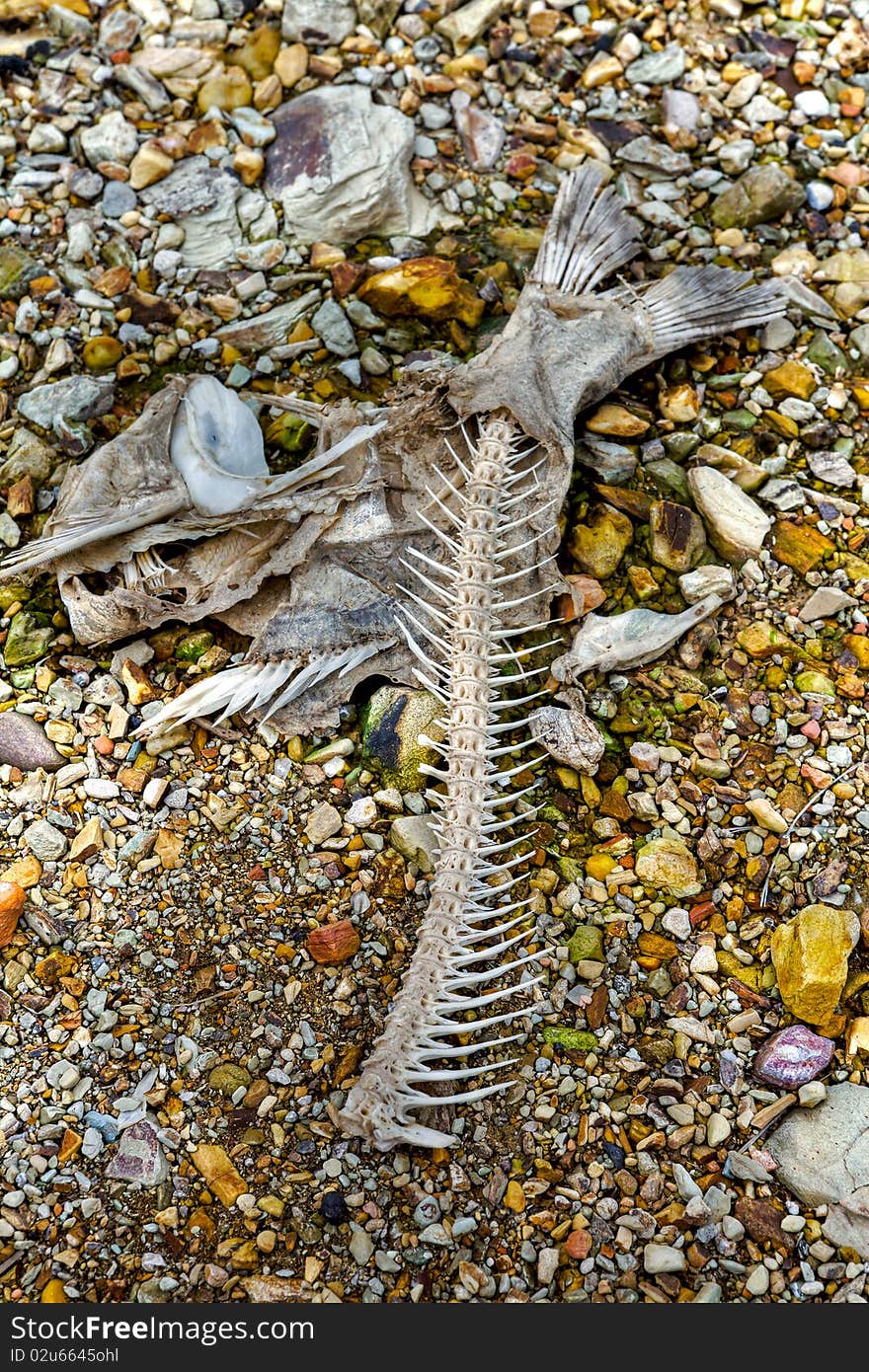 Dead fish on the beach, leaving only bones. Dead fish on the beach, leaving only bones.